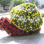 nesli_tukenmekte_olan_bitki_ve_canli_turleri