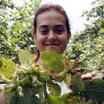 finduk_guzelu_kesap_giresun