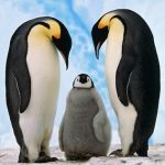 penguen_ve_cevre_duyarliligi