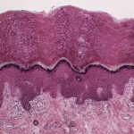 yeni_organ_imaj_insan_vucudu