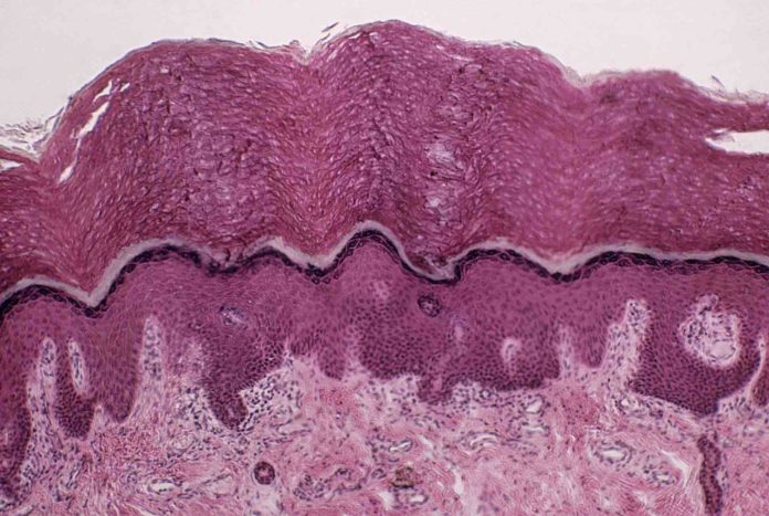 yeni_organ_imaj_insan_vucudu