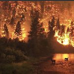 kaliforniya_yangin_felaket