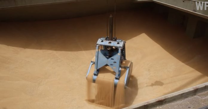grain_22